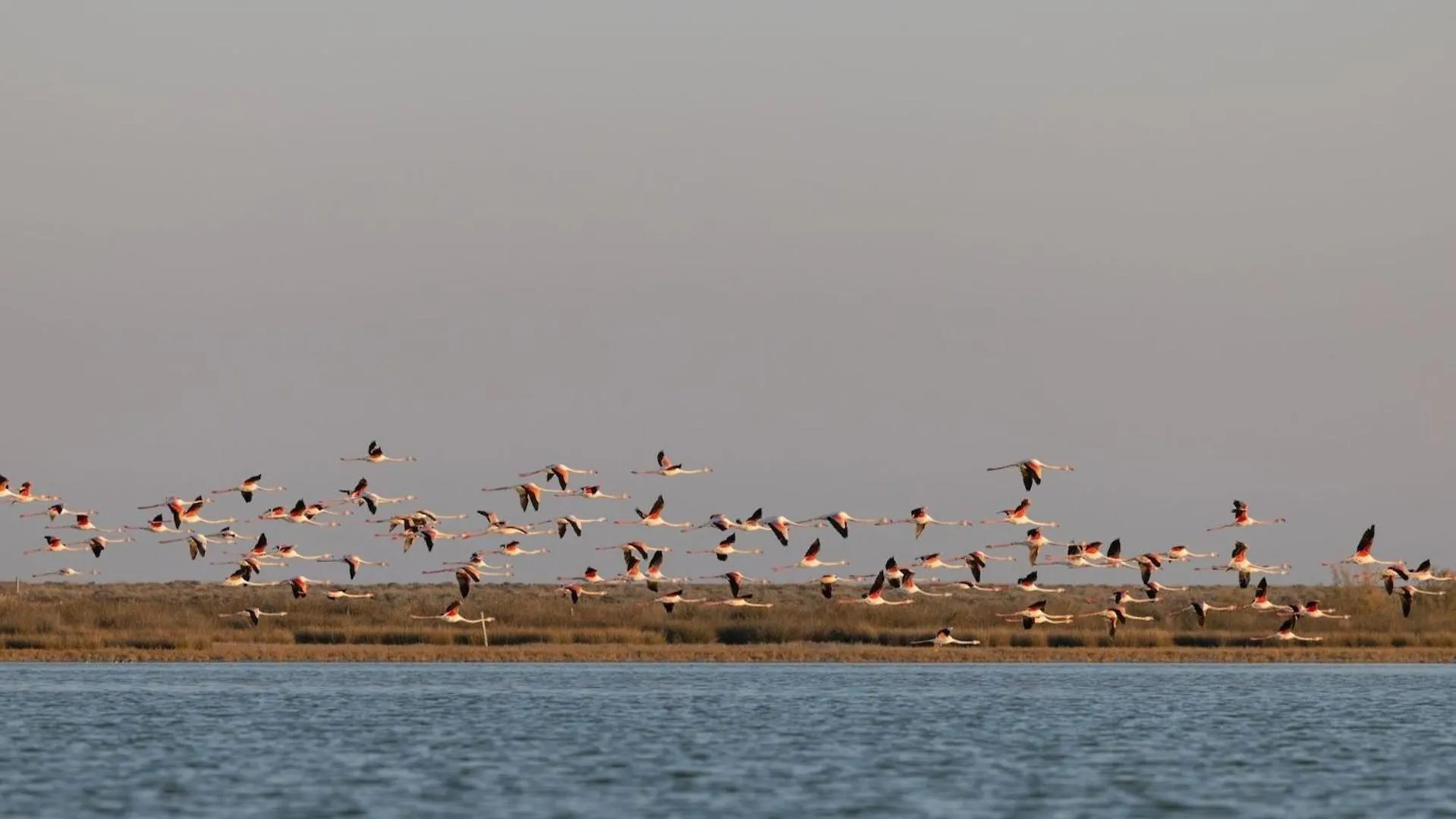 איוס מאמס Flamingo Living Halkidiki - The Villas